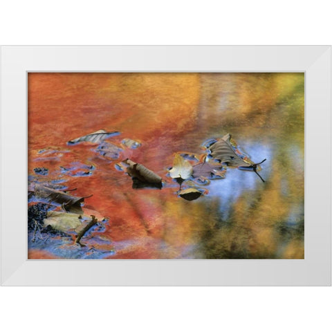NY, Adirondack Mts Autumn reflections in stream White Modern Wood Framed Art Print by Rotenberg, Nancy