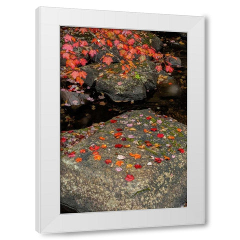NY, Adirondack Mountains Autumn leaves on rock White Modern Wood Framed Art Print by OBrien, Jay