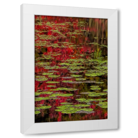 NY, Adirondacks Lily pads and fall reflections White Modern Wood Framed Art Print by OBrien, Jay