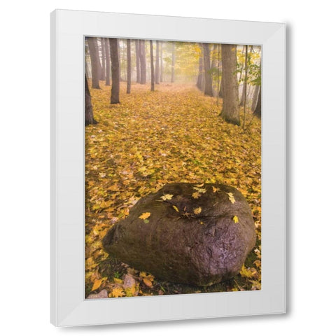 New York, Letchworth SP Autumn forest scenic White Modern Wood Framed Art Print by OBrien, Jay
