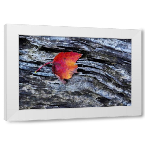 New York, Adirondack Mountains Leaf on dark rock White Modern Wood Framed Art Print by OBrien, Jay