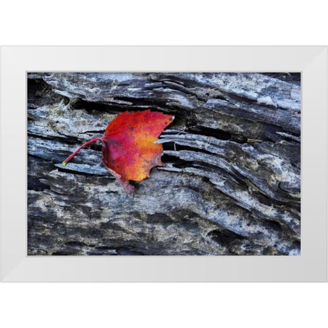 New York, Adirondack Mountains Leaf on dark rock White Modern Wood Framed Art Print by OBrien, Jay