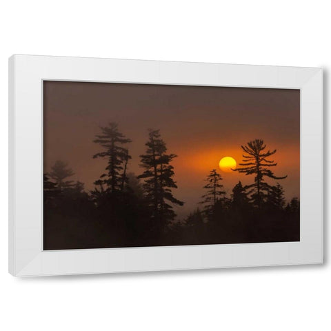 NY, Adirondack Mts Forest silhouette at sunset White Modern Wood Framed Art Print by OBrien, Jay