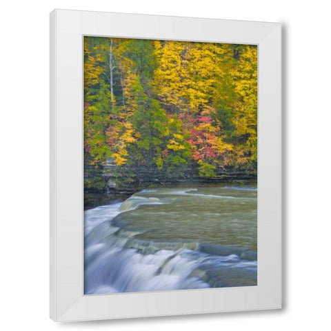 NY, Letchworth SP Waterfall and forest scenic White Modern Wood Framed Art Print by OBrien, Jay