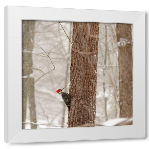 New York State-Westchester County-male Pileated Woodpecker-perched on a tree-snowing White Modern Wood Framed Art Print by Sullivan, Karen Ann