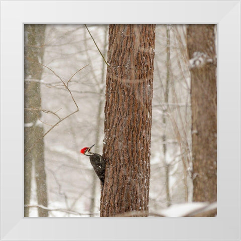 New York State-Westchester County-male Pileated Woodpecker-perched on a tree-snowing White Modern Wood Framed Art Print by Sullivan, Karen Ann