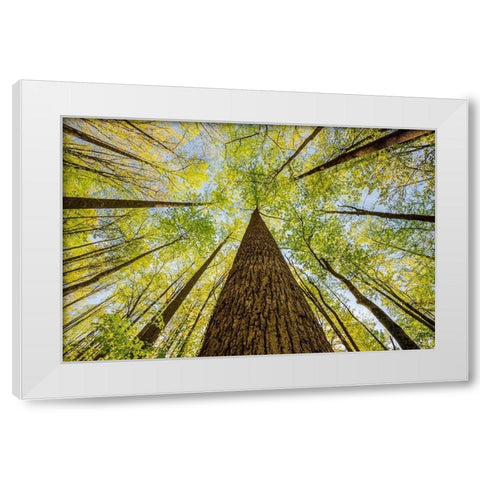 Wide angle view upward in the forest-Great Smoky Mountains National Park-North Carolina White Modern Wood Framed Art Print by Jones, Adam