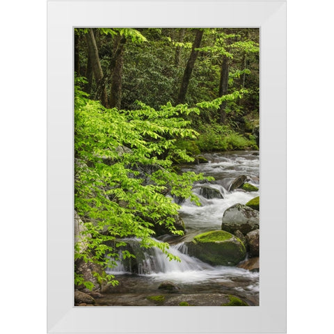 Cascading mountain stream-Great Smoky Mountains National Park-Tennessee-North Carolina White Modern Wood Framed Art Print by Jones, Adam