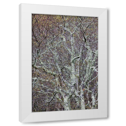 Lichen covered trees at high elevation-Great Smoky Mountains National Park-North Carolina White Modern Wood Framed Art Print by Jones, Adam