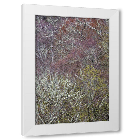 Lichen covered trees at high elevation-Great Smoky Mountains National Park-North Carolina White Modern Wood Framed Art Print by Jones, Adam