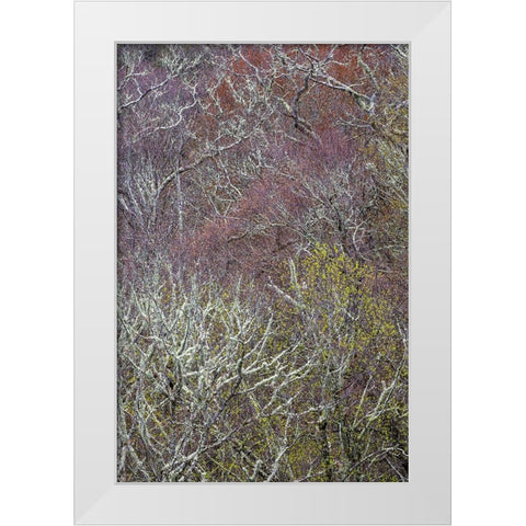 Lichen covered trees at high elevation-Great Smoky Mountains National Park-North Carolina White Modern Wood Framed Art Print by Jones, Adam