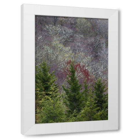 Lichen covered trees at high elevation-Great Smoky Mountains National Park-North Carolina White Modern Wood Framed Art Print by Jones, Adam