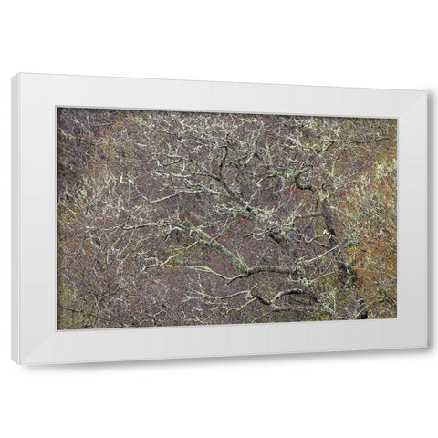Lichen covered trees at high elevation-Great Smoky Mountains National Park-North Carolina White Modern Wood Framed Art Print by Jones, Adam