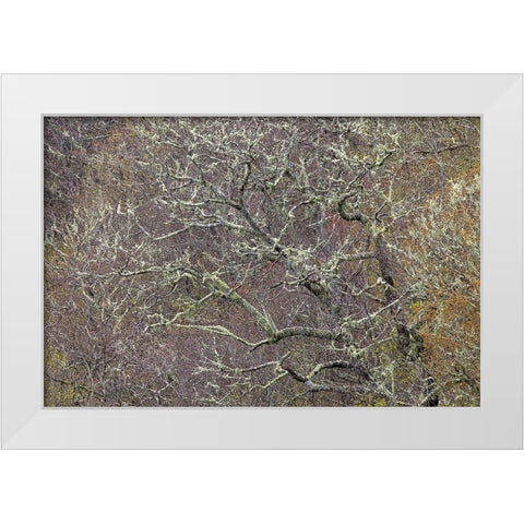 Lichen covered trees at high elevation-Great Smoky Mountains National Park-North Carolina White Modern Wood Framed Art Print by Jones, Adam