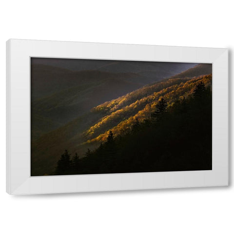 First light morning on early spring trees-Oconaluftee Valley-Great Smoky Mountains National Park White Modern Wood Framed Art Print by Jones, Adam
