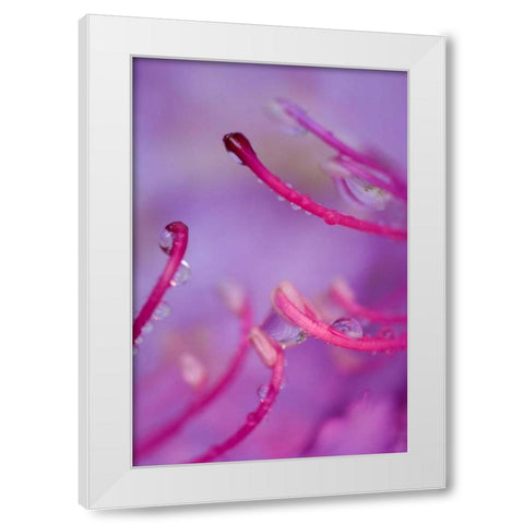 North Carolina Catawba rhododendron with dew White Modern Wood Framed Art Print by Rotenberg, Nancy