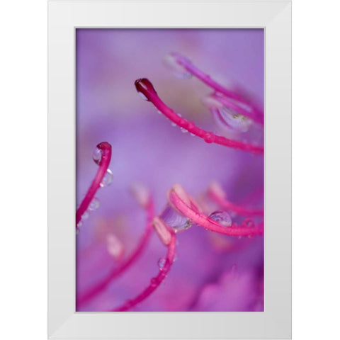 North Carolina Catawba rhododendron with dew White Modern Wood Framed Art Print by Rotenberg, Nancy