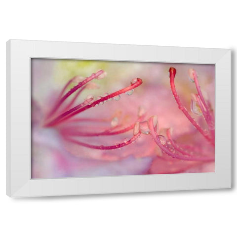 North Carolina Catawba rhododendron with dew White Modern Wood Framed Art Print by Rotenberg, Nancy