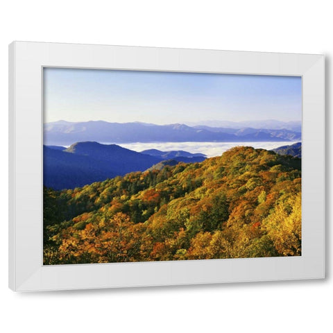 NC, Great Smoky Mts Forest in autumn White Modern Wood Framed Art Print by Flaherty, Dennis