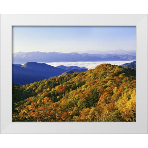NC, Great Smoky Mts Forest in autumn White Modern Wood Framed Art Print by Flaherty, Dennis