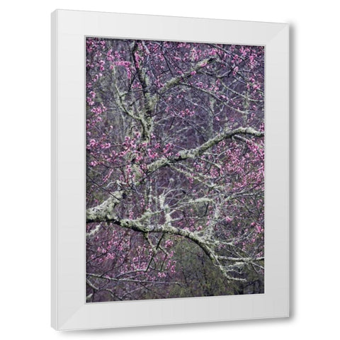 North Carolina, Smoky Mts Cherry blossom tree White Modern Wood Framed Art Print by Rotenberg, Nancy