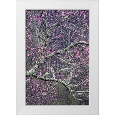 North Carolina, Smoky Mts Cherry blossom tree White Modern Wood Framed Art Print by Rotenberg, Nancy