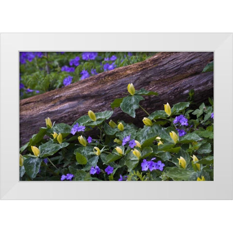 NC, Great Smoky Mts Spring flowers by a log White Modern Wood Framed Art Print by Rotenberg, Nancy