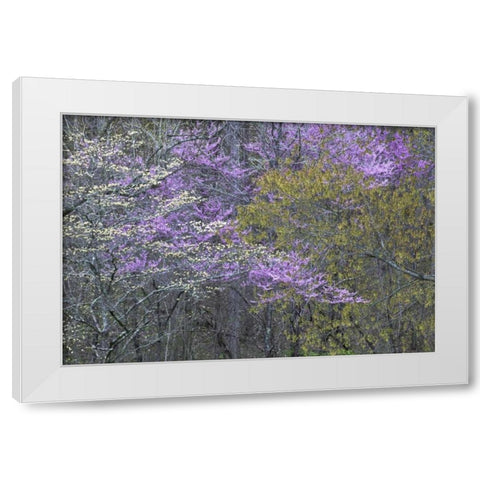 NC, Great Smoky Mts Dogwood and redbud trees White Modern Wood Framed Art Print by Rotenberg, Nancy