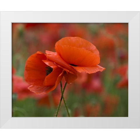 North Carolina Red poppies intertwined in field White Modern Wood Framed Art Print by Rotenberg, Nancy