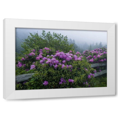 NC, Roan Mt Catawba rhododendrons along fence White Modern Wood Framed Art Print by Rotenberg, Nancy