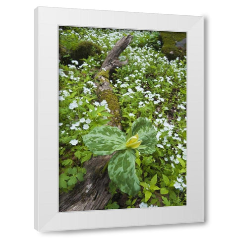 North Carolina, Great Smoky Mts Trillium flowers White Modern Wood Framed Art Print by Rotenberg, Nancy