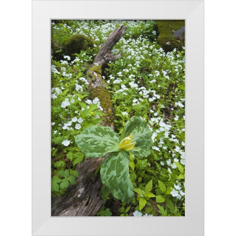 North Carolina, Great Smoky Mts Trillium flowers White Modern Wood Framed Art Print by Rotenberg, Nancy