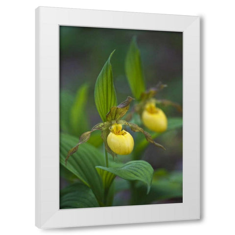 North Carolina Yellow ladys slipper flowers White Modern Wood Framed Art Print by Rotenberg, Nancy