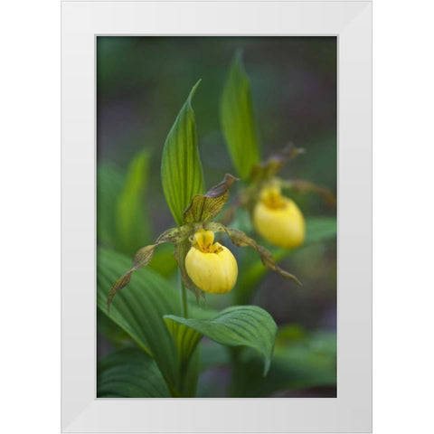 North Carolina Yellow ladys slipper flowers White Modern Wood Framed Art Print by Rotenberg, Nancy