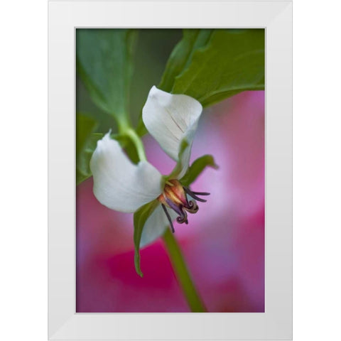 NC, Great Smoky Mts A southern nodding trillium White Modern Wood Framed Art Print by Rotenberg, Nancy
