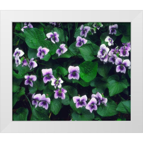 North Carolina, Great Smoky Mts Forest flowers White Modern Wood Framed Art Print by Talbot Frank, Christopher