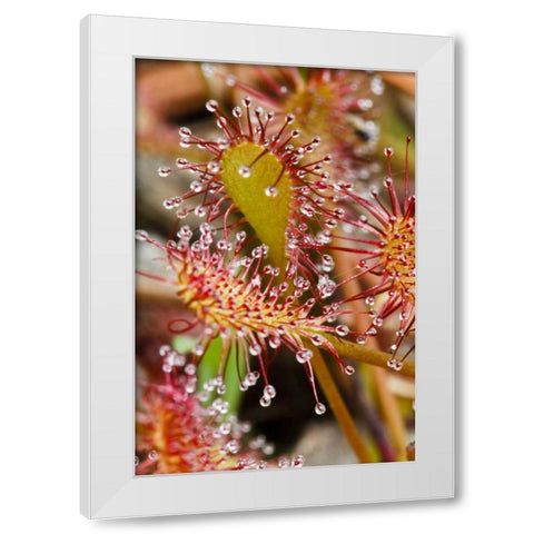 North Carolina Carnivorous sundew plant White Modern Wood Framed Art Print by Flaherty, Dennis