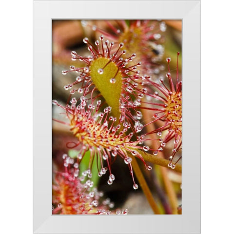 North Carolina Carnivorous sundew plant White Modern Wood Framed Art Print by Flaherty, Dennis