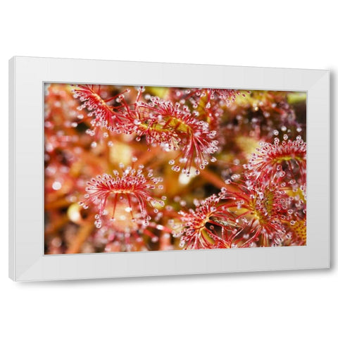 Carnivorous sundew, Green Swamp, North Carolina White Modern Wood Framed Art Print by Flaherty, Dennis