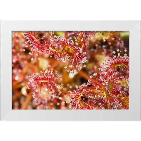 Carnivorous sundew, Green Swamp, North Carolina White Modern Wood Framed Art Print by Flaherty, Dennis