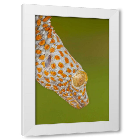 North Carolina Close-up of tokay geckos head White Modern Wood Framed Art Print by Illg, Cathy and Gordon