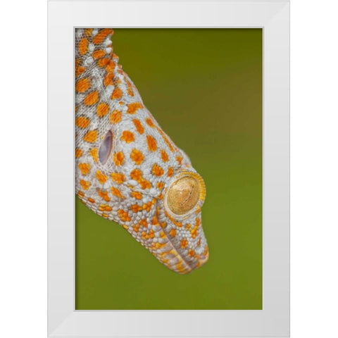 North Carolina Close-up of tokay geckos head White Modern Wood Framed Art Print by Illg, Cathy and Gordon