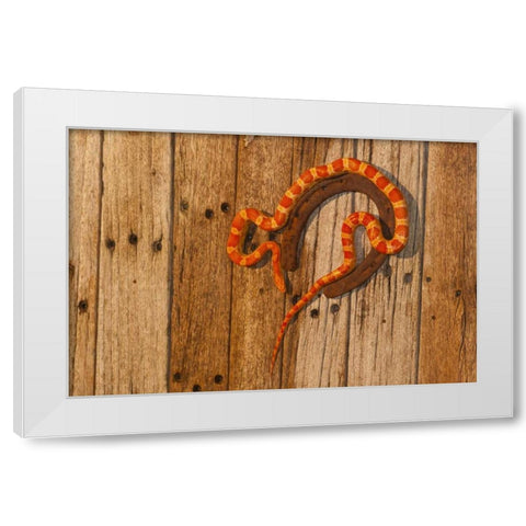 North Carolina Amelanistic corn snake White Modern Wood Framed Art Print by Illg, Cathy and Gordon