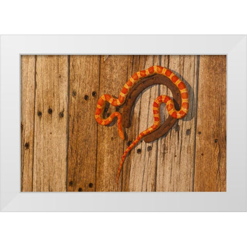 North Carolina Amelanistic corn snake White Modern Wood Framed Art Print by Illg, Cathy and Gordon