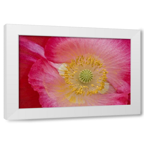 USA, North Carolina Close-up of poppy interior White Modern Wood Framed Art Print by Rotenberg, Nancy