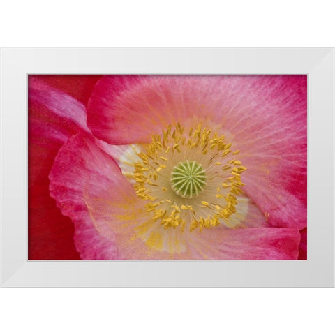 USA, North Carolina Close-up of poppy interior White Modern Wood Framed Art Print by Rotenberg, Nancy
