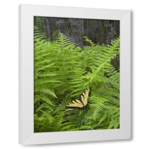 North Carolina Swallowtail butterfly on fern White Modern Wood Framed Art Print by Rotenberg, Nancy