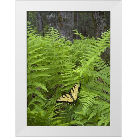 North Carolina Swallowtail butterfly on fern White Modern Wood Framed Art Print by Rotenberg, Nancy