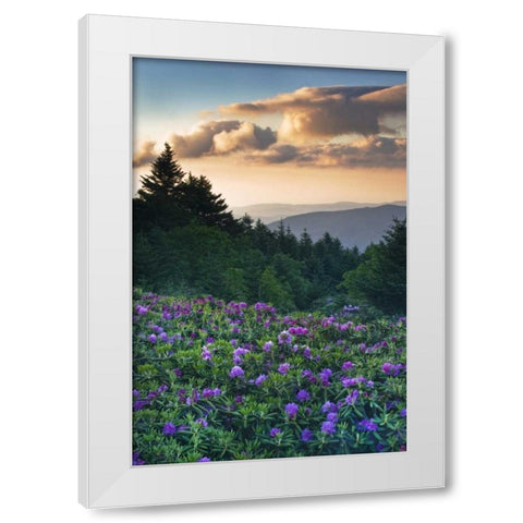 North Carolina Rhododendrons in the mountains White Modern Wood Framed Art Print by Rotenberg, Nancy
