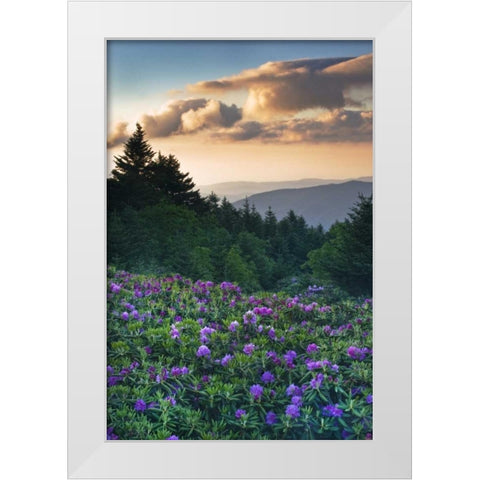 North Carolina Rhododendrons in the mountains White Modern Wood Framed Art Print by Rotenberg, Nancy